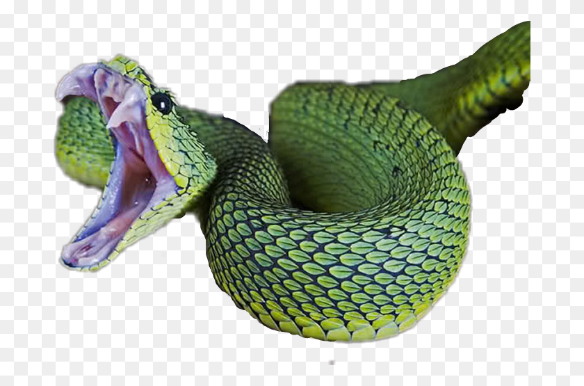 686x495 Report Abuse African Bush Viper, Snake, Reptile, Animal HD PNG Download