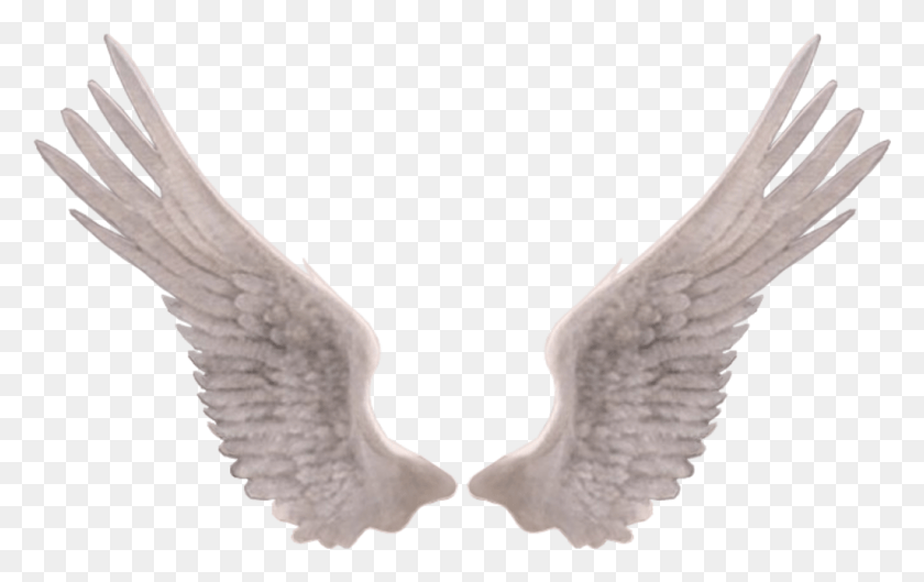 1024x617 Report Abuse Angel Wings, Eagle, Bird, Animal HD PNG Download