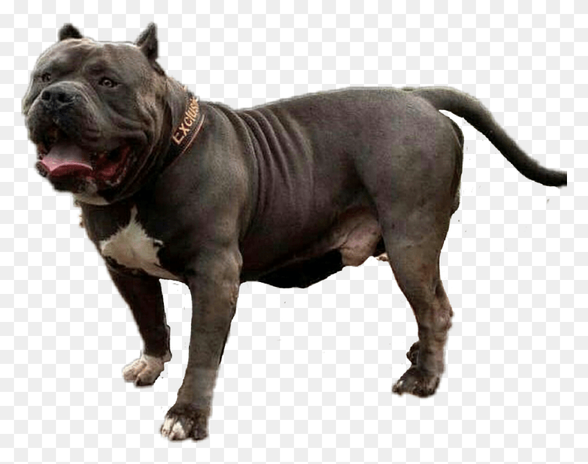 1024x792 Reportar Abuso Cordoba Fighting Dog, Pitbull, Bulldog, Mascota Hd Png