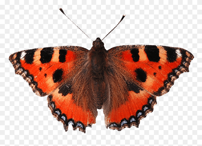 1024x717 Report Abuse Difference Between Of Butterfly And Moth, Insect, Invertebrate, Animal HD PNG Download