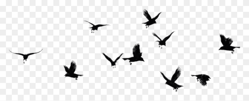 1024x370 Report Abuse Flock, Flying, Bird, Animal HD PNG Download