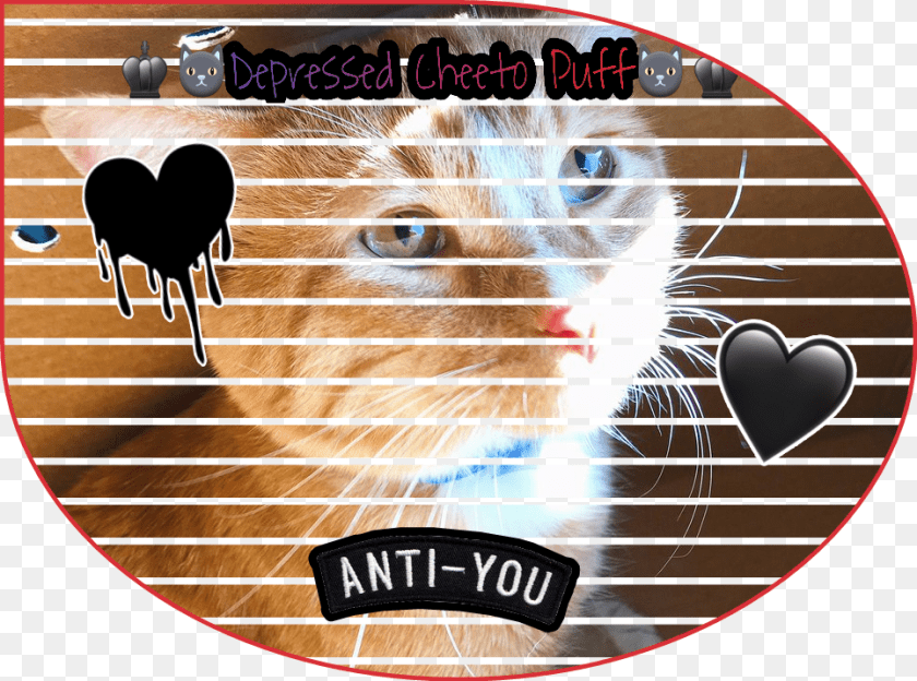 965x717 Report Abuse Heart, Animal, Cat, Mammal, Pet Transparent PNG