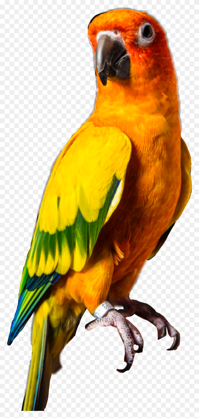 1024x2238 Report Abuse Maverick The Parrot Ring, Macaw, Bird, Animal HD PNG Download