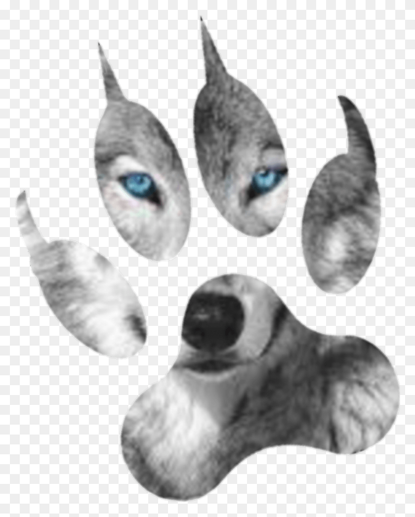 1024x1296 Descargar Png / Reporte De Abuso De Husky Siberiano Miniatura, Planta, Animal, Cubiertos Hd Png