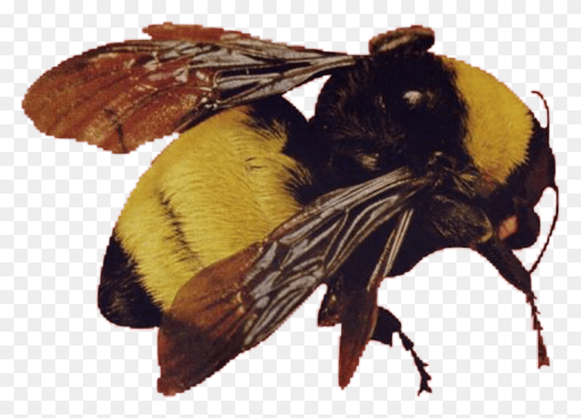 1024x716 Сообщить О Нарушении Scum Fuck Flower Boy Bee, Дикая Природа, Животное, Летучая Мышь Png Скачать