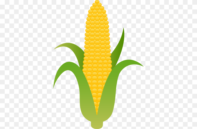 386x550 Report Card, Corn, Food, Grain, Plant Clipart PNG