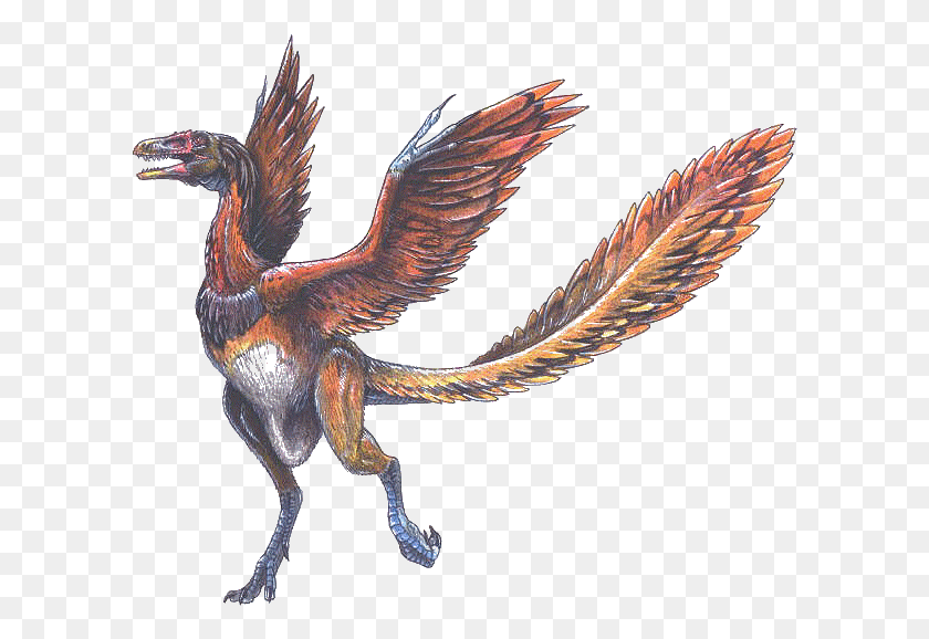 602x518 Representacin Del Posible Antecesor De Las Aves El Dinosaurio Con Alas Y Plumas, Dragon, Bird, Animal Hd Png