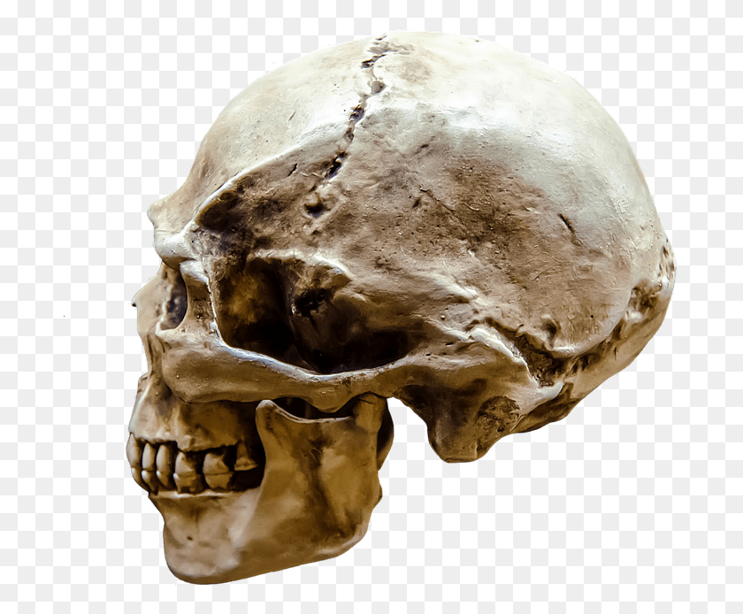 697x634 Representation Gloomy Body Bone Brain Dark Dead, Fungus, Jaw, Fossil Descargar Hd Png