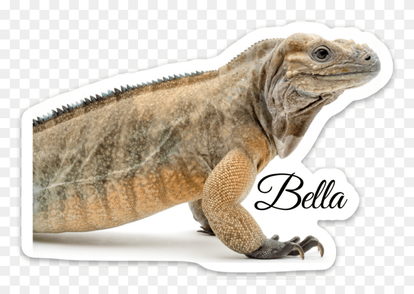 1024x705 Reptarium Bella, Reptile, Animal, Iguana HD PNG Download