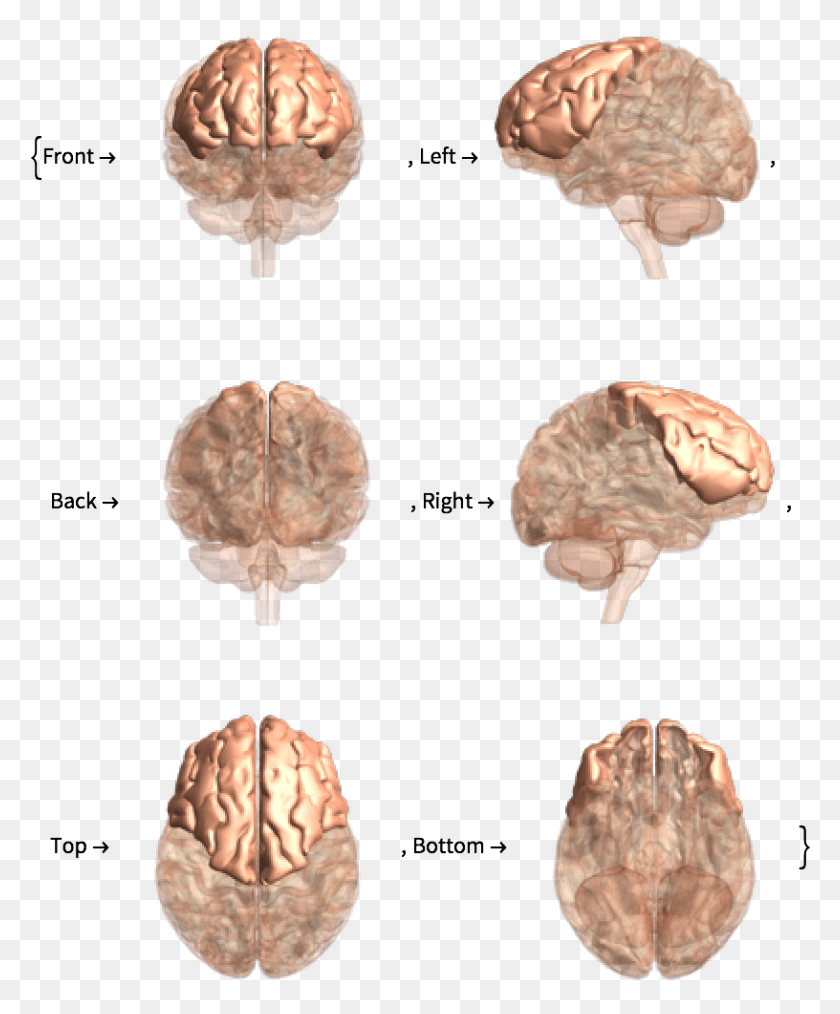 816x999 Рептилия, Морская Жизнь, Животное, Бронза Hd Png Скачать