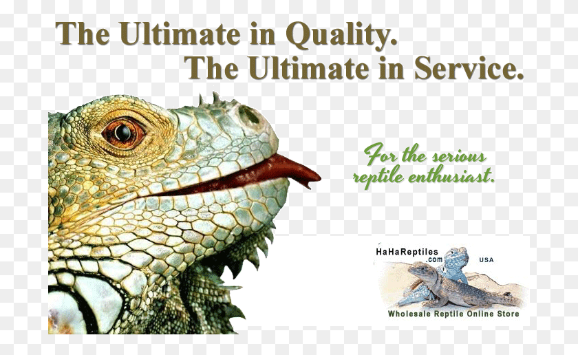 701x456 Reptiles Snakes Turtles Lizards Tarantulas Frogs Reptile City, Iguana, Lizard, Animal HD PNG Download