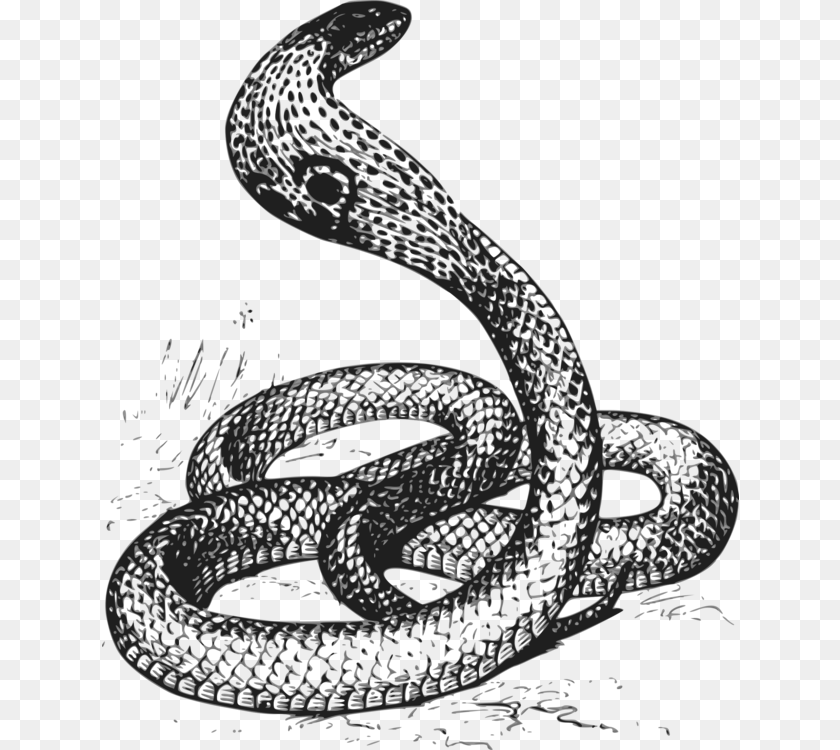 Reptileserpentcobra Black Amp White Cobra, Animal, Reptile, Snake PNG