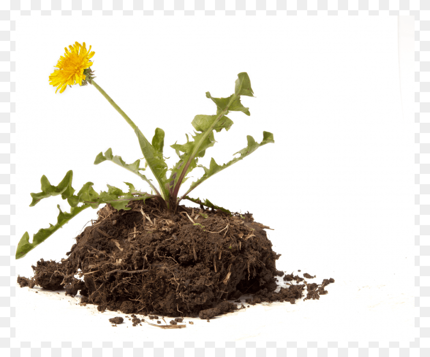 1993x1632 Request A Quote Buttercup, Plant, Flower, Blossom HD PNG Download