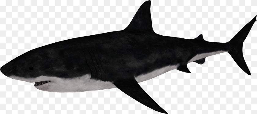 Requiem Shark, Animal, Fish, Sea Life PNG