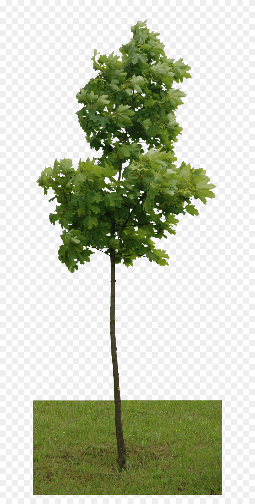 624x1600 Резолюция Гамбель Дуб, Дерево, Растение, Клен Hd Png Скачать