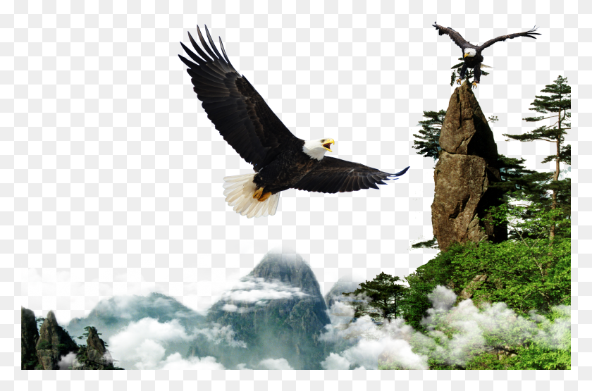 4725x3002 Resource Encapsulated Postscript Eagle Hawk HD PNG Download