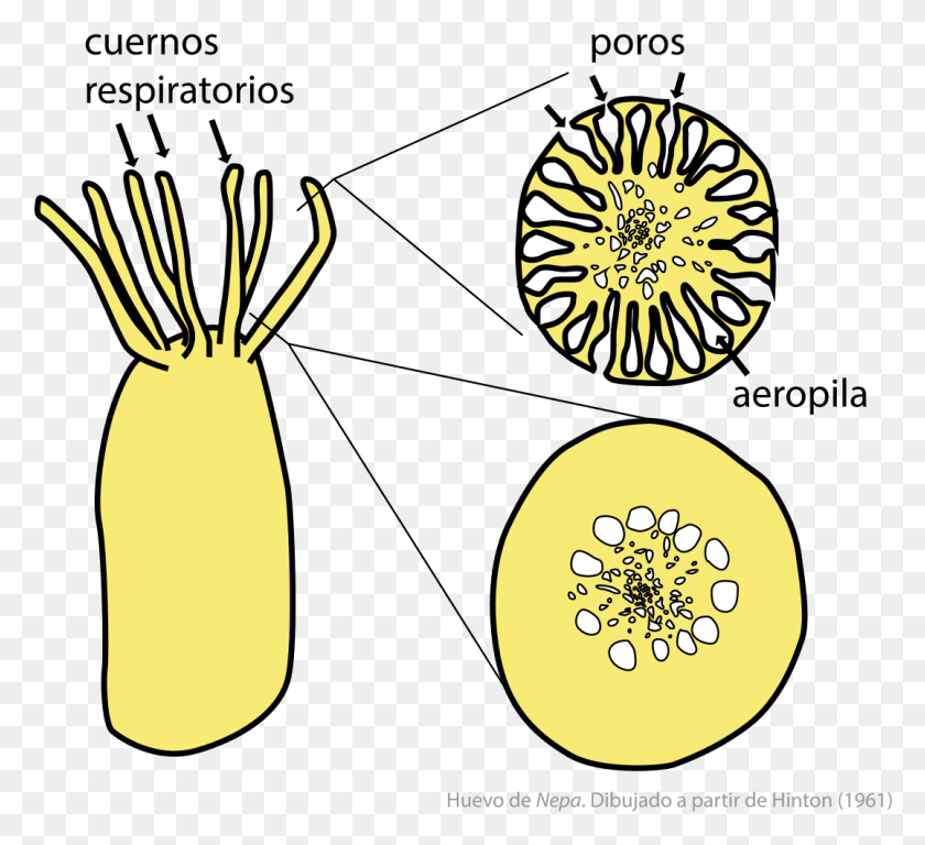 1076x977 Descargar Png / Cuernos Respiratorios En El Huevo De Nepa Hemiptera Hd Png