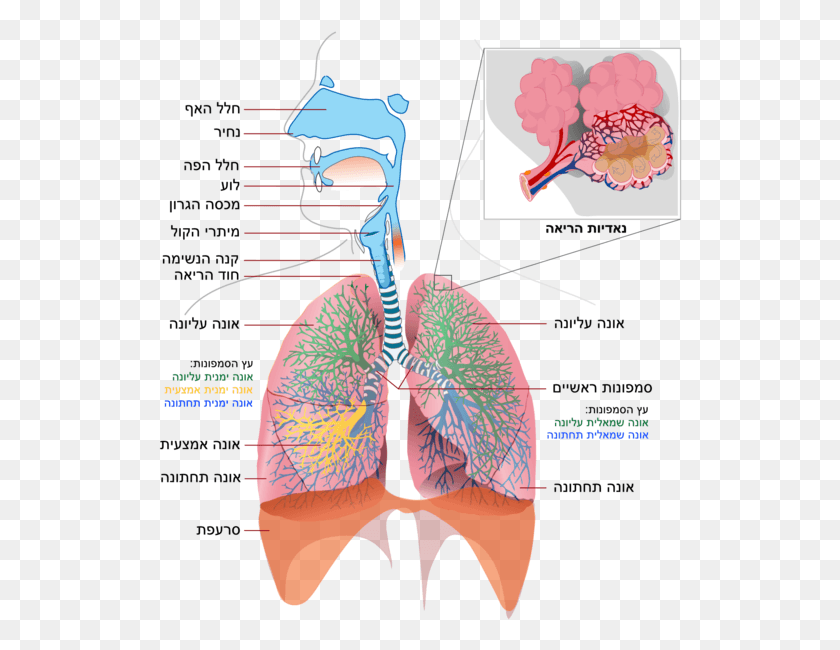524x590 Respiratory System Simple Heb Respiratory System Organs, Diagram, Bow, Veins HD PNG Download