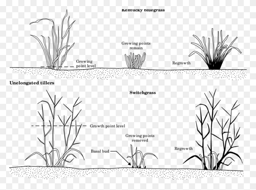 850x613 Response Of A Nonjointed Grass Like Kentucky Bluegrass Kentucky Bluegrass Diagram, Nature, Vegetation, Plant HD PNG Download