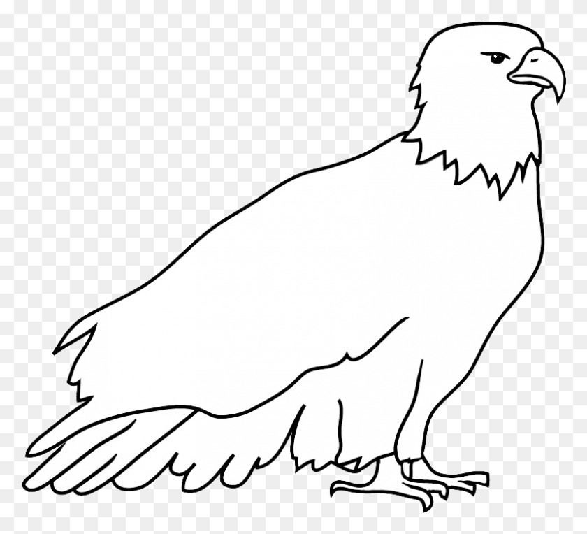796x719 Resting Bald Eagle Drawing Bald Eagle, Vulture, Bird, Animal HD PNG Download