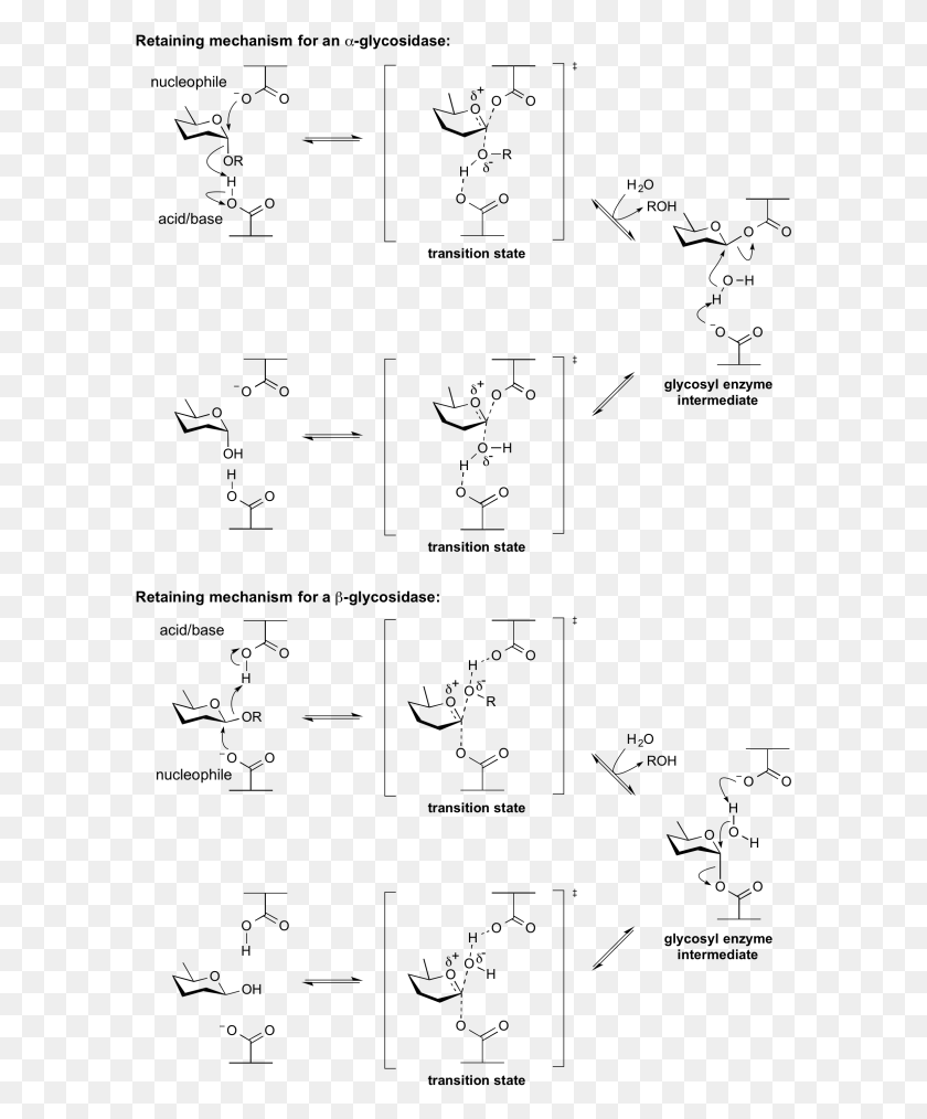 596x954 Retaining Glycosidase Mechanism Retaining And Inverting Glycosidase, Gray, World Of Warcraft HD PNG Download