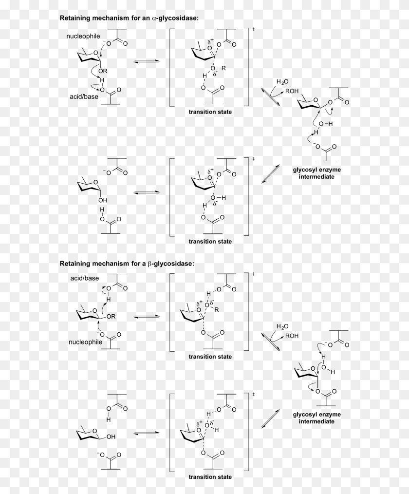 596x954 Механизм Удержания Гликозидазы Сохранение И Инвертирование Гликозидазы, Серый, World Of Warcraft Hd Png Скачать