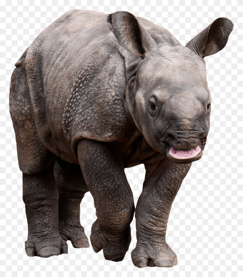 1936x2236 Descargar Png / Rinoceronte Retraso Hd Png
