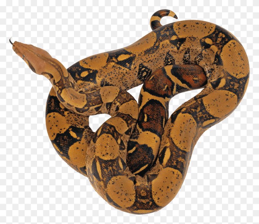 2654x2263 Reticulated Python HD PNG Download