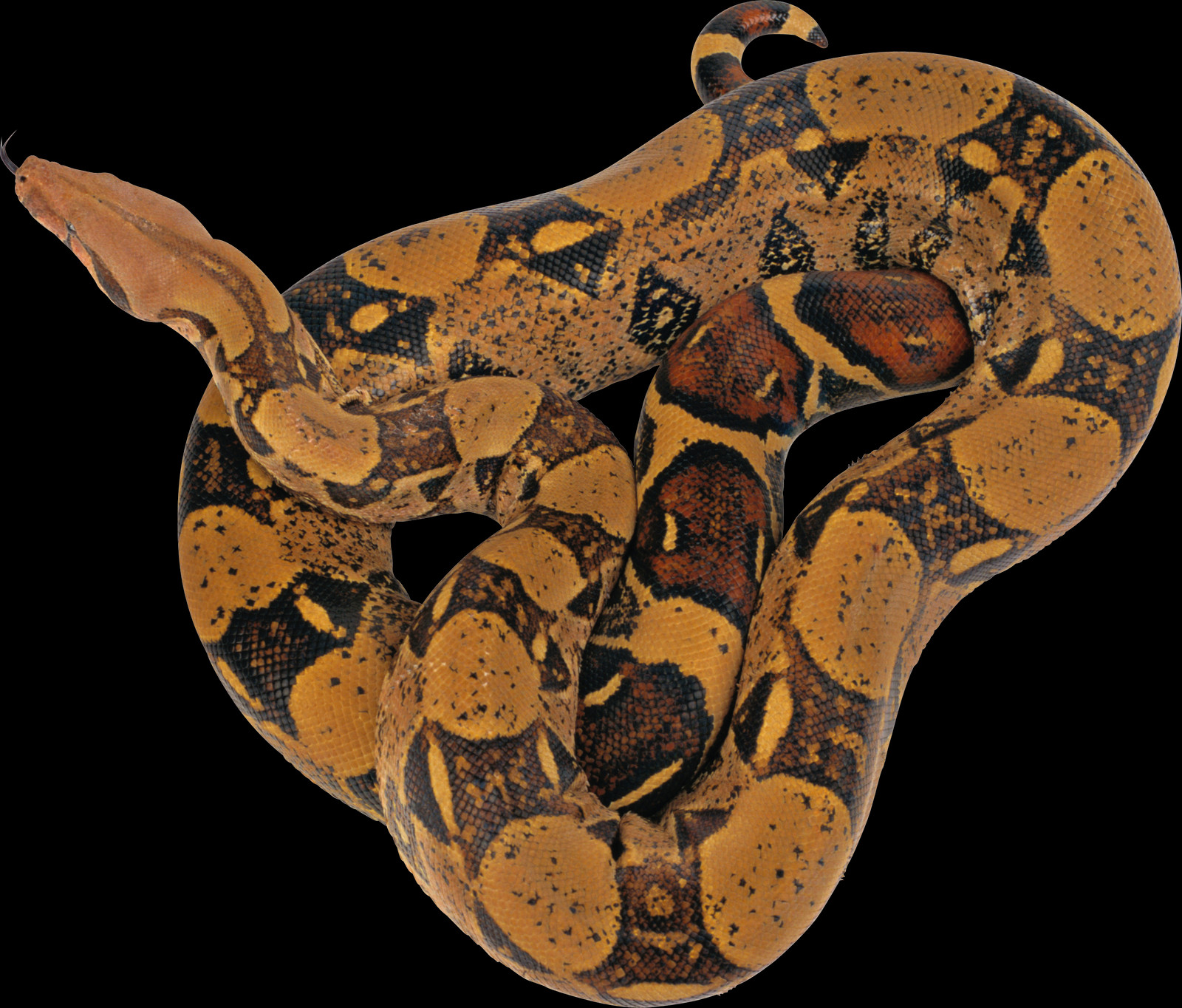 1600x1364 Reticulated Python Snake, Reptile, Animal, Anaconda HD PNG Download
