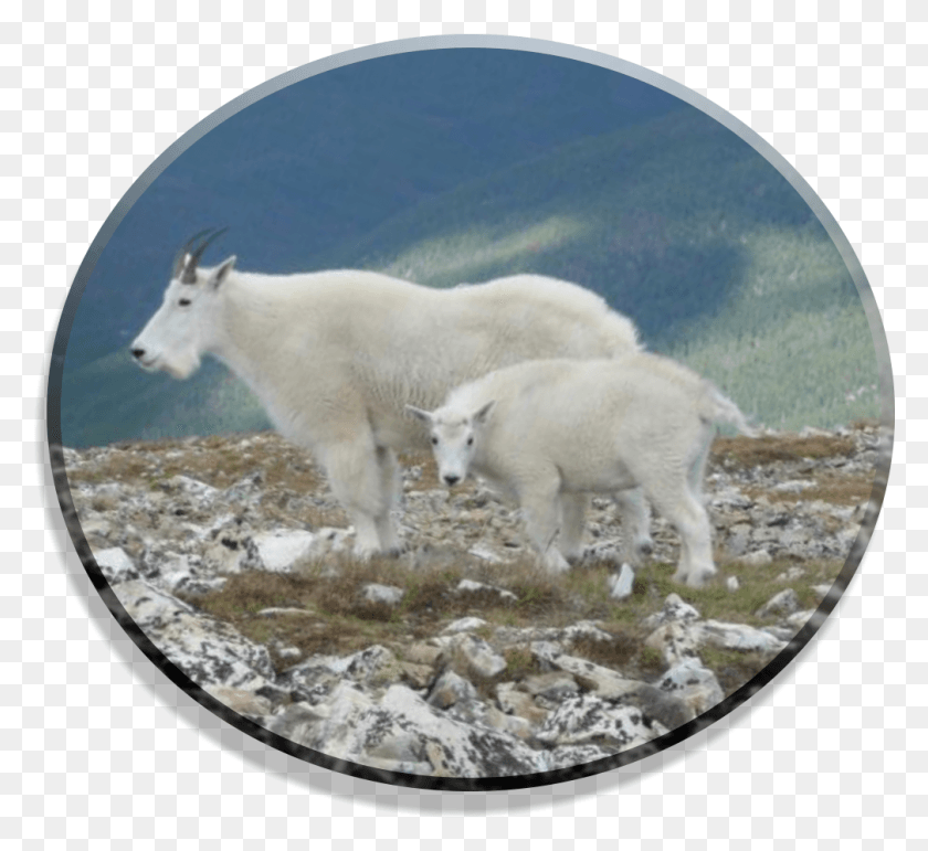 1008x920 Retrieved From Http Mountain Goat, Goat, Mammal, Animal HD PNG Download
