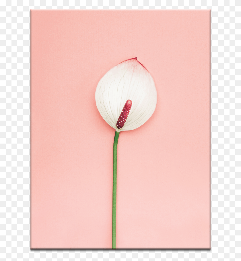 639x849 Ретро Лилия Антуриум, Растение, Цветок, Цветение Hd Png Скачать
