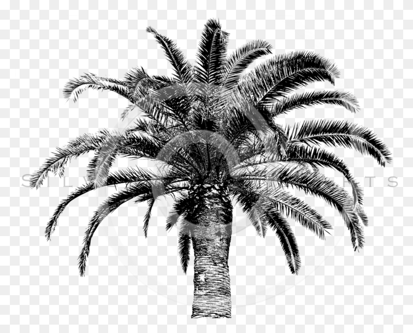 1206x955 Retro Palm Tree, Spiral, Coil HD PNG Download