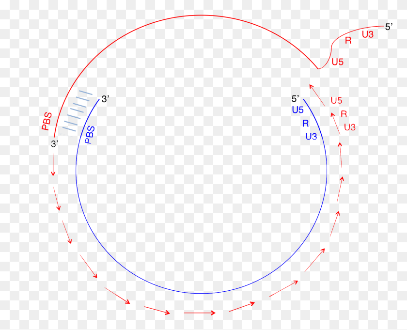 1497x1192 Retroviral Genome Replication Stage 11 Circle, Bow HD PNG Download
