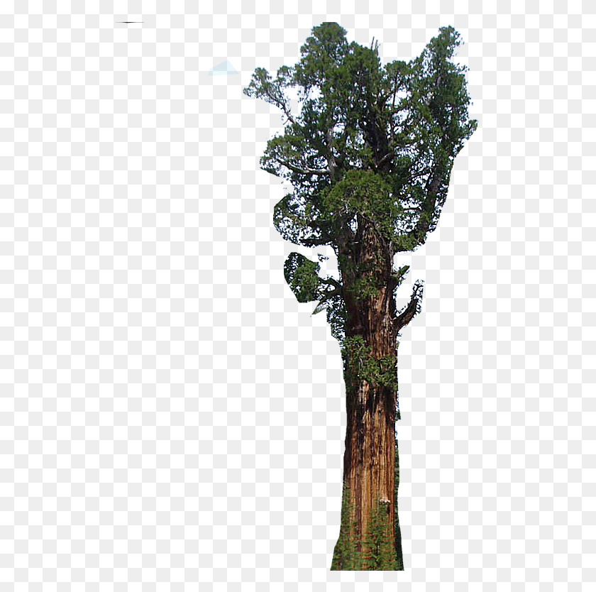 515x774 Return To Home, Tree, Plant, Tree Trunk HD PNG Download