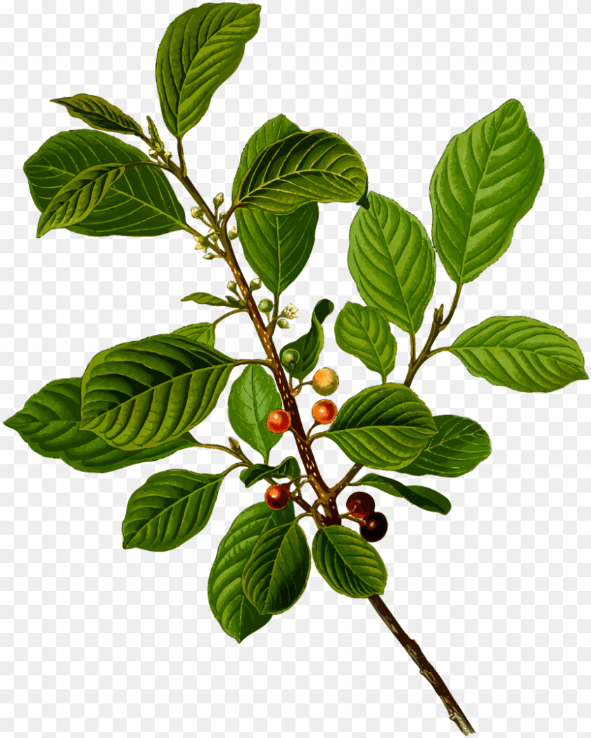 859x1073 Rhamnus Frangula, Food, Fruit, Leaf, Plant Transparent PNG