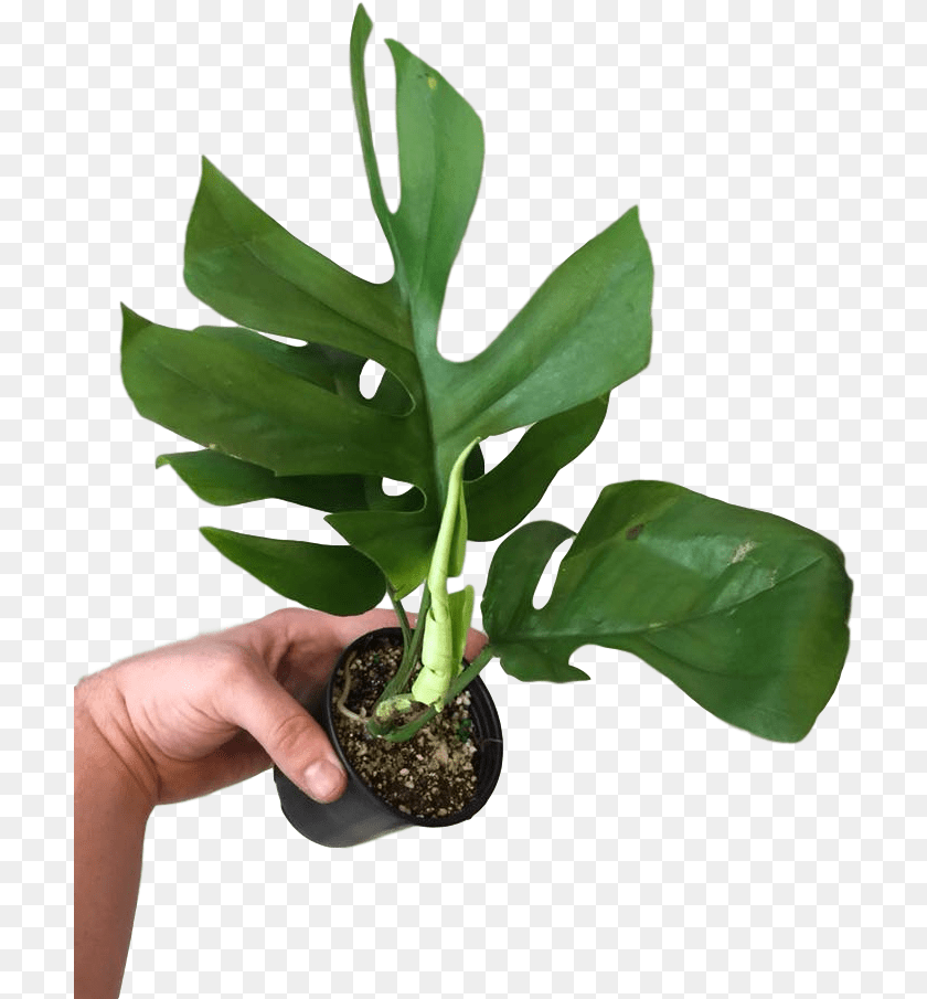 709x905 Rhaphidophora Tetrasperma 4 Houseplant, Leaf, Plant, Potted Plant, Tree Transparent PNG