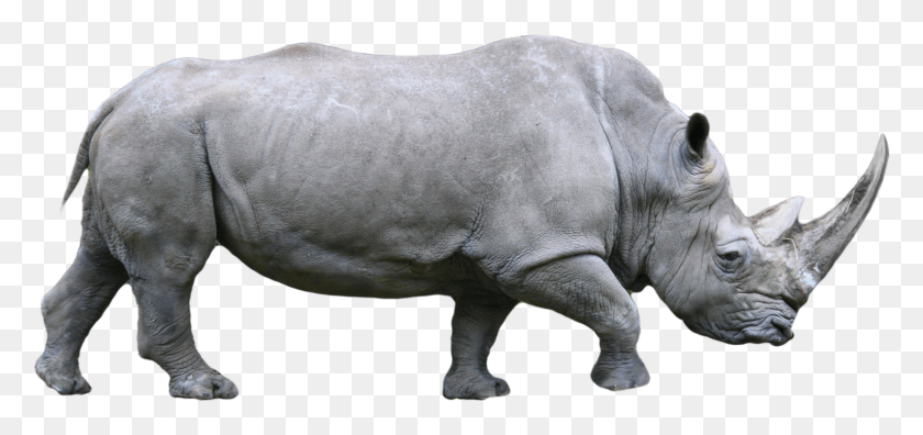1588x685 Rhino, Wildlife, Mammal, Animal HD PNG Download