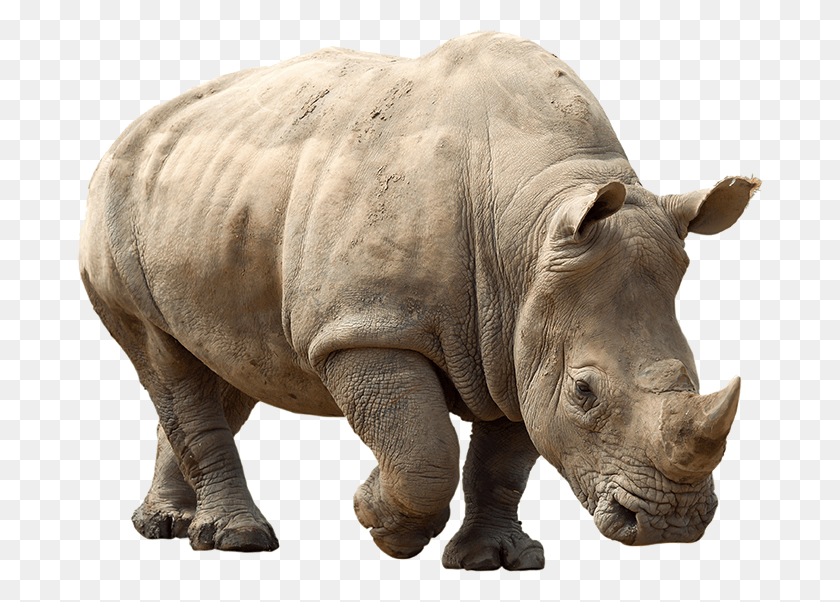 686x542 Rhino Clipart Rhino, Elephant, Wildlife, Mammal HD PNG Download