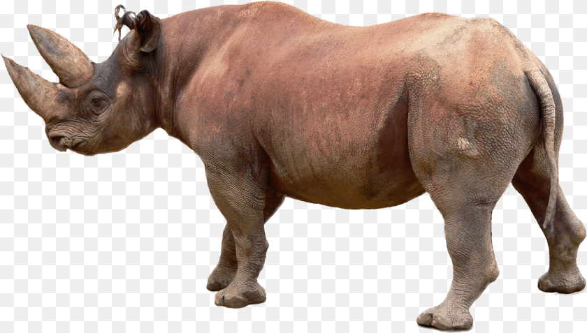 Rhino Image File Black Rhino White Background, Animal, Mammal, Wildlife, Elephant Sticker PNG