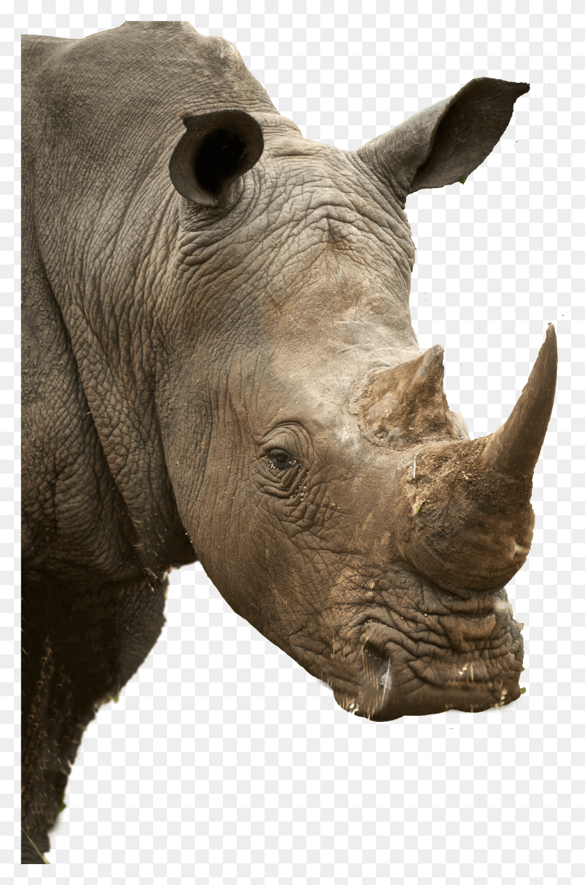 3174x4929 Rhino Profile HD PNG Download