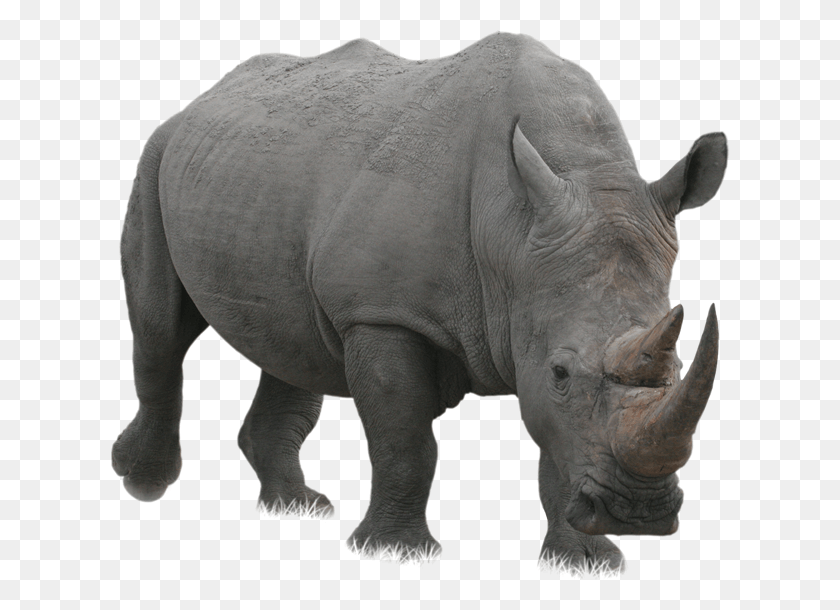 620x550 Носорог Носорог, Слон, Дикая Природа, Млекопитающие Png Скачать