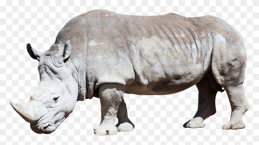 1200x633 Носорог Белый Носорог, Дикая Природа, Млекопитающее, Животное Hd Png Скачать