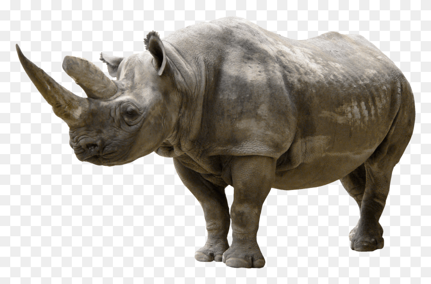 2305x1459 Rhinoceros Clip Art Rhinoceros, Rhino, Wildlife, Mammal HD PNG Download