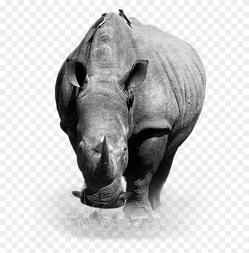 605x795 Rhinoceros Image Rinoceronte De Frente, Rhino, Wildlife, Mammal HD PNG Download