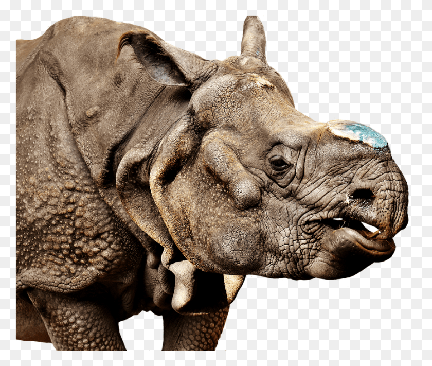 863x721 Rhinoceros Transparent Image Indian Rhinoceros, Rhino, Wildlife, Mammal HD PNG Download