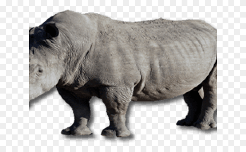 641x460 Rhinoceros Transparent Images Black Rhinoceros, Rhino, Wildlife, Mammal HD PNG Download