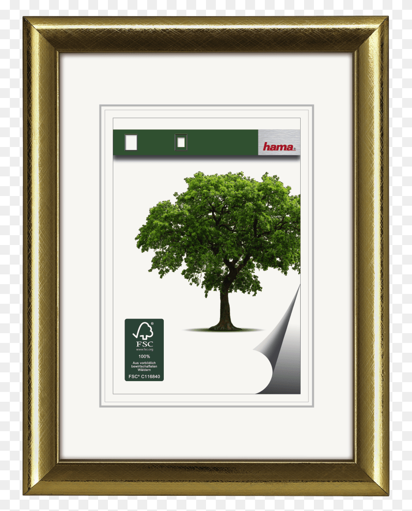 751x983 Rhn Wooden Frame Gold 13 X 15 Cm Picture Frame, Tree, Plant, Oak HD PNG Download