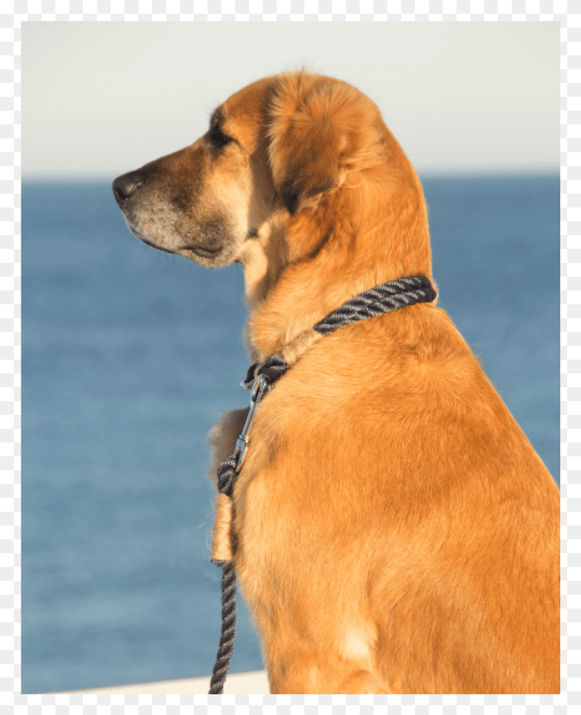 1601x2001 Rhodesian Ridgeback, Dog, Pet, Canine HD PNG Download