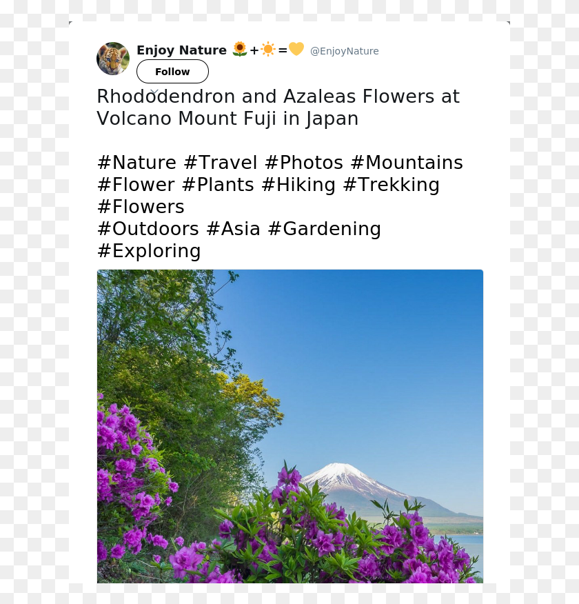 641x816 Flores De Rododendro Y Azaleas En El Volcán Monte Fuji Bougainvillea, Planta, Flor, Flor Hd Png