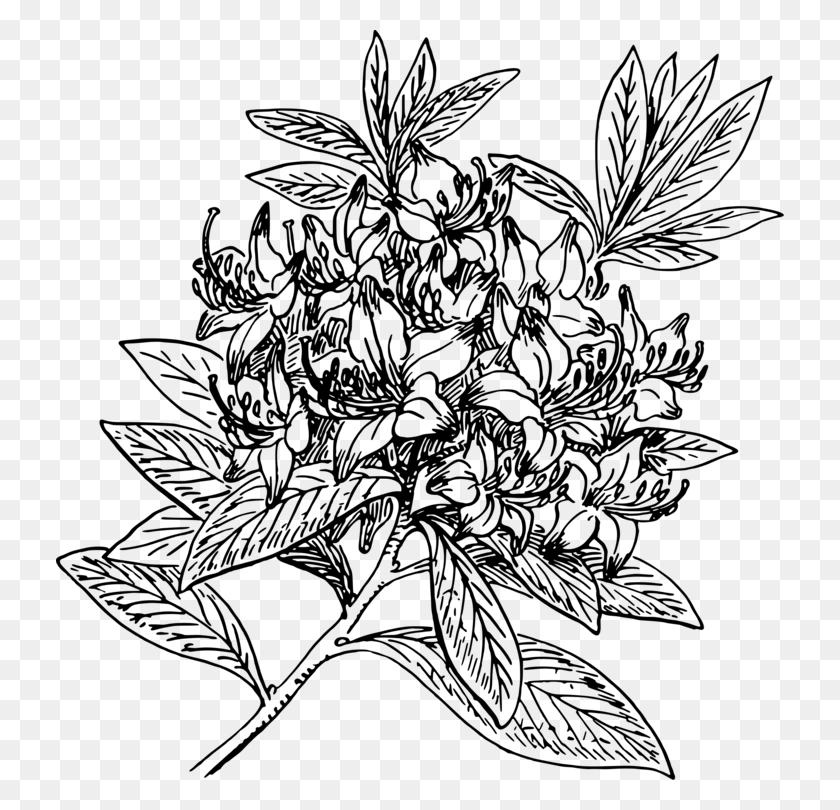 728x750 Rhododendron Dekatanum Azalea Shrub Flowering Plant Line Art, Gray, World Of Warcraft HD PNG Download